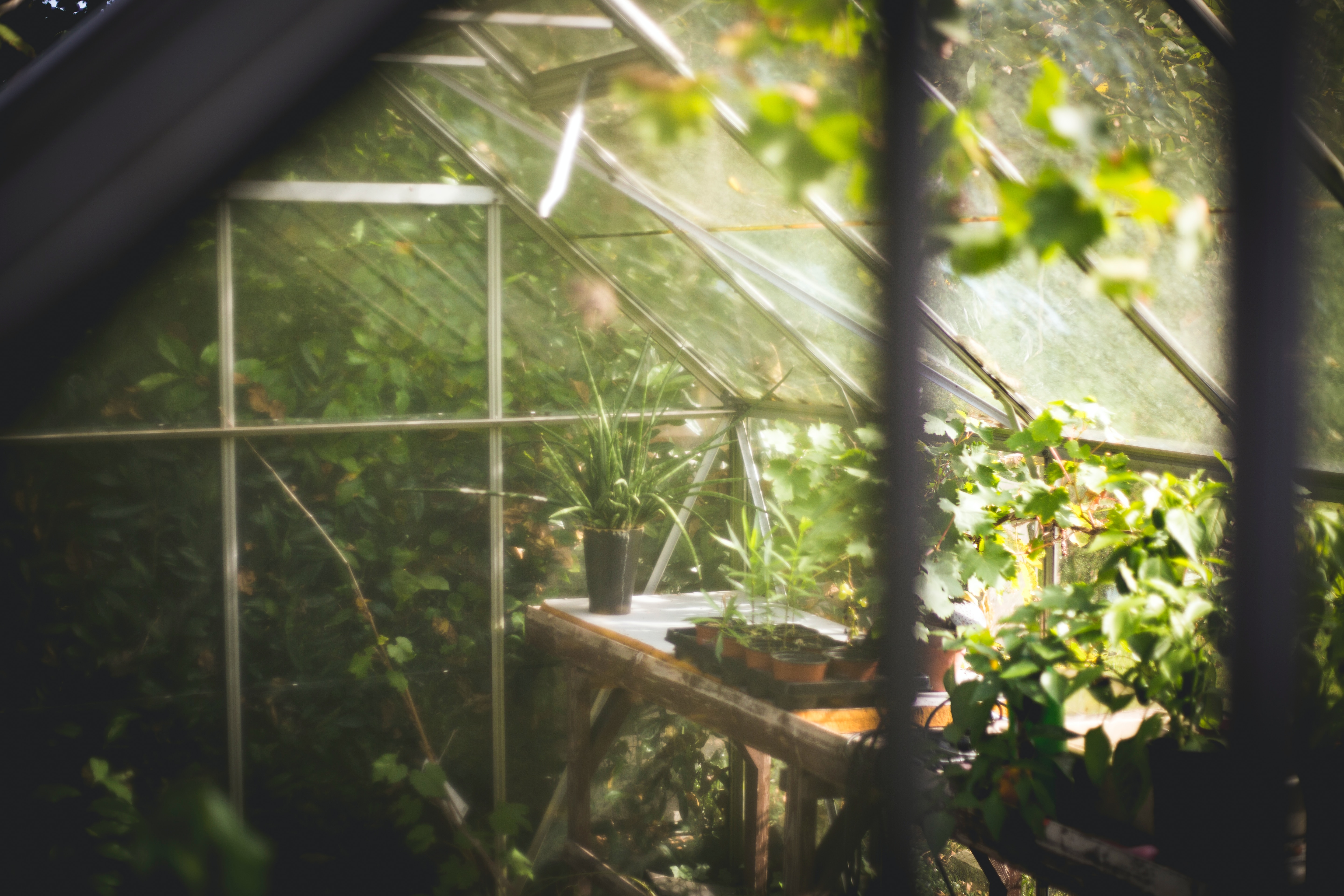 muted sunshine lighting up a small backyard greenhouse with vegetable seedlings on a bench and larger plants in the background.